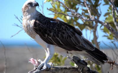 7 Wild Adventures for Families Near Dakabin